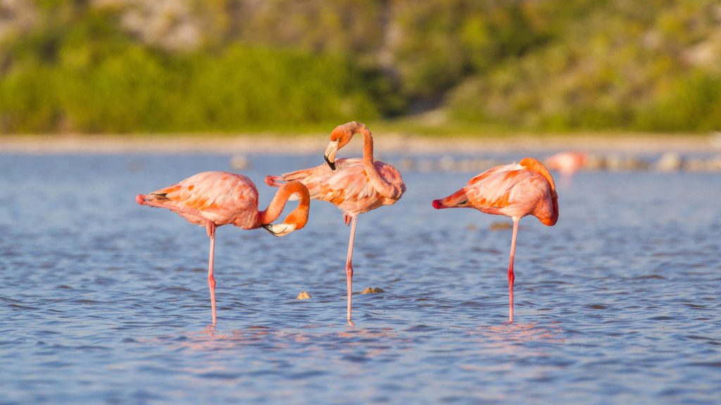 TCs-shutterstock_1976777393 Flamingos in the marsh